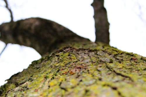 Free stock photo of tree