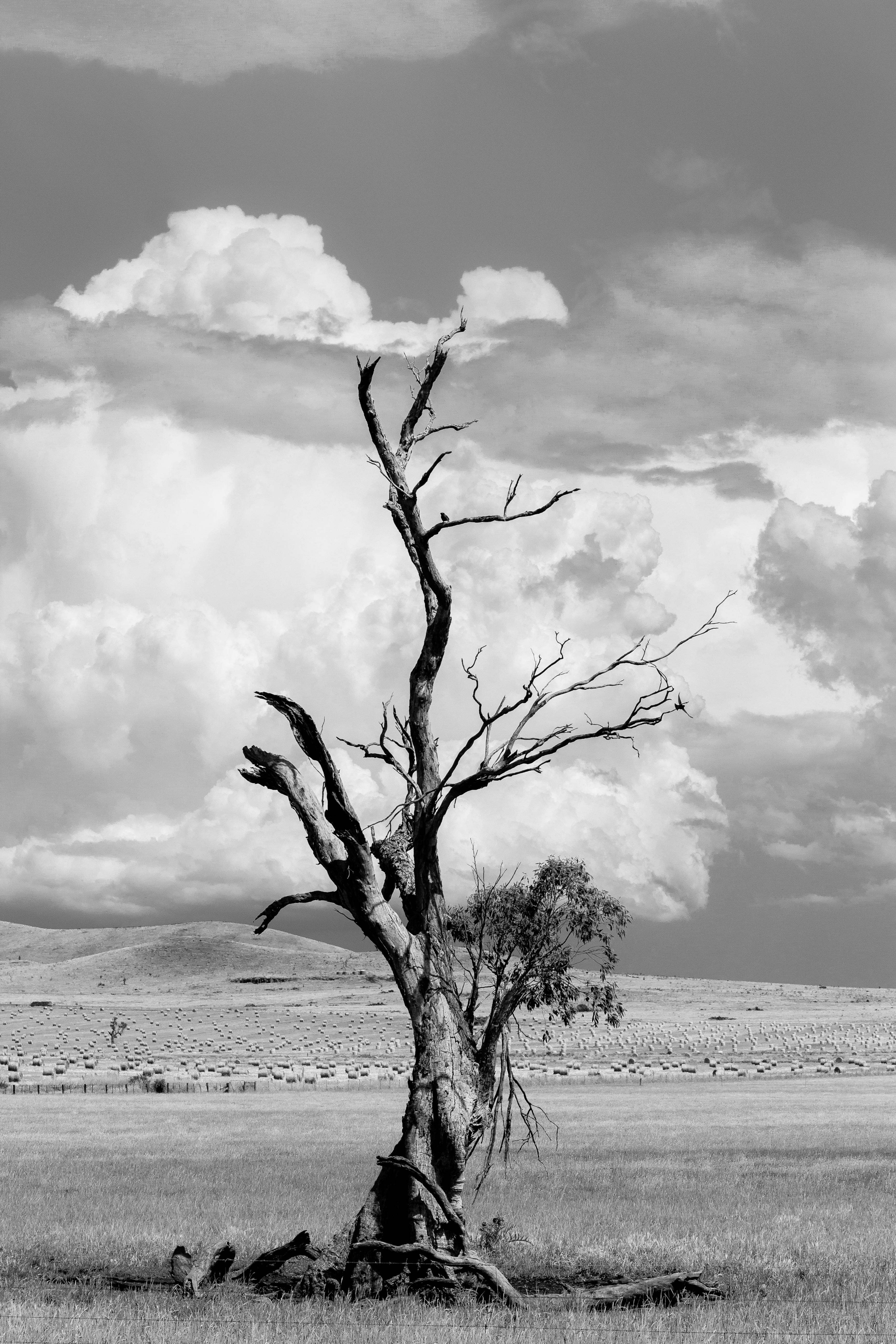 A striking black and white image of a solitary tree against a cloudy sky in Beechworth, Victoria.