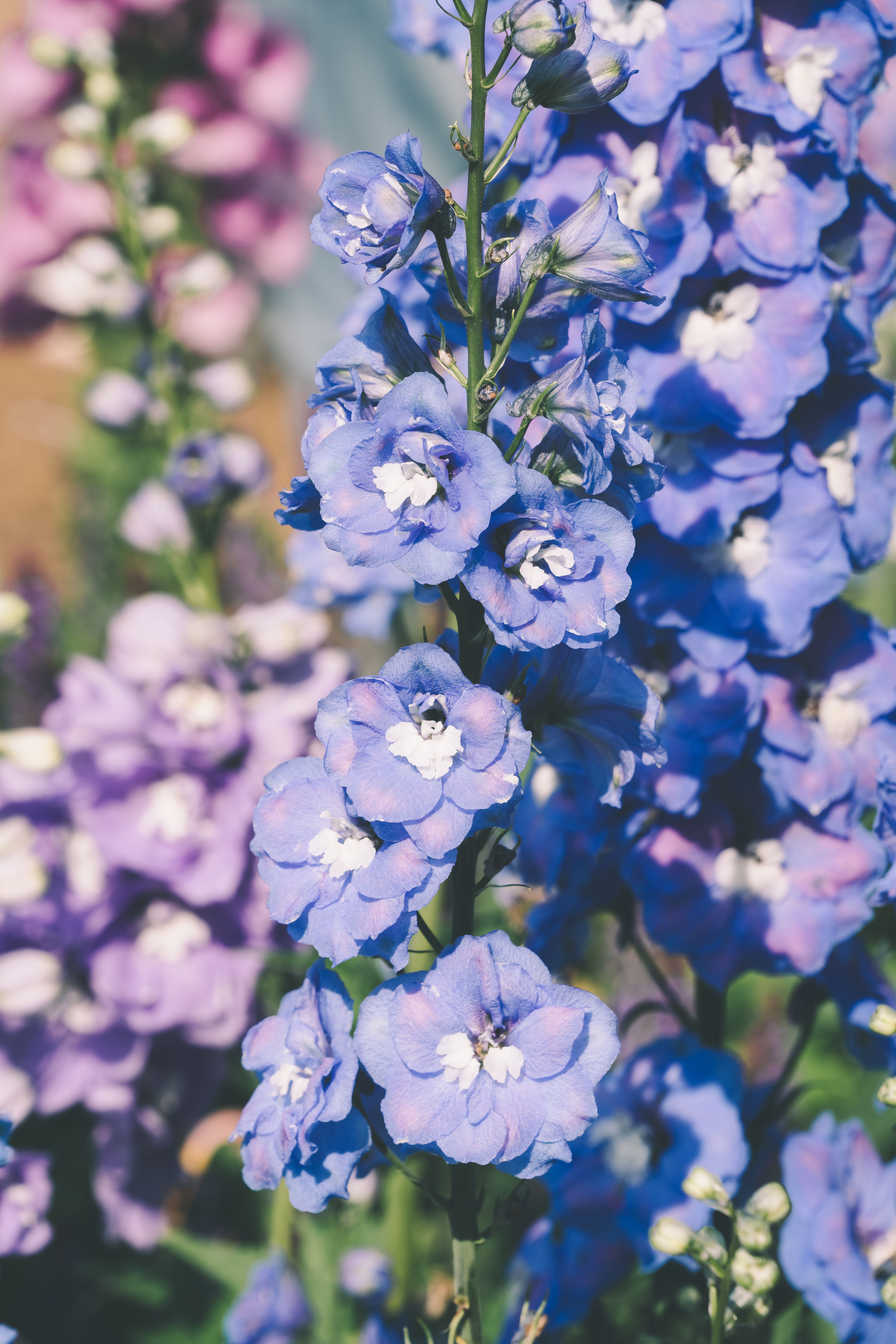 Vibrant Blue and Purple Delphiniums in Bloom · Free Stock Photo