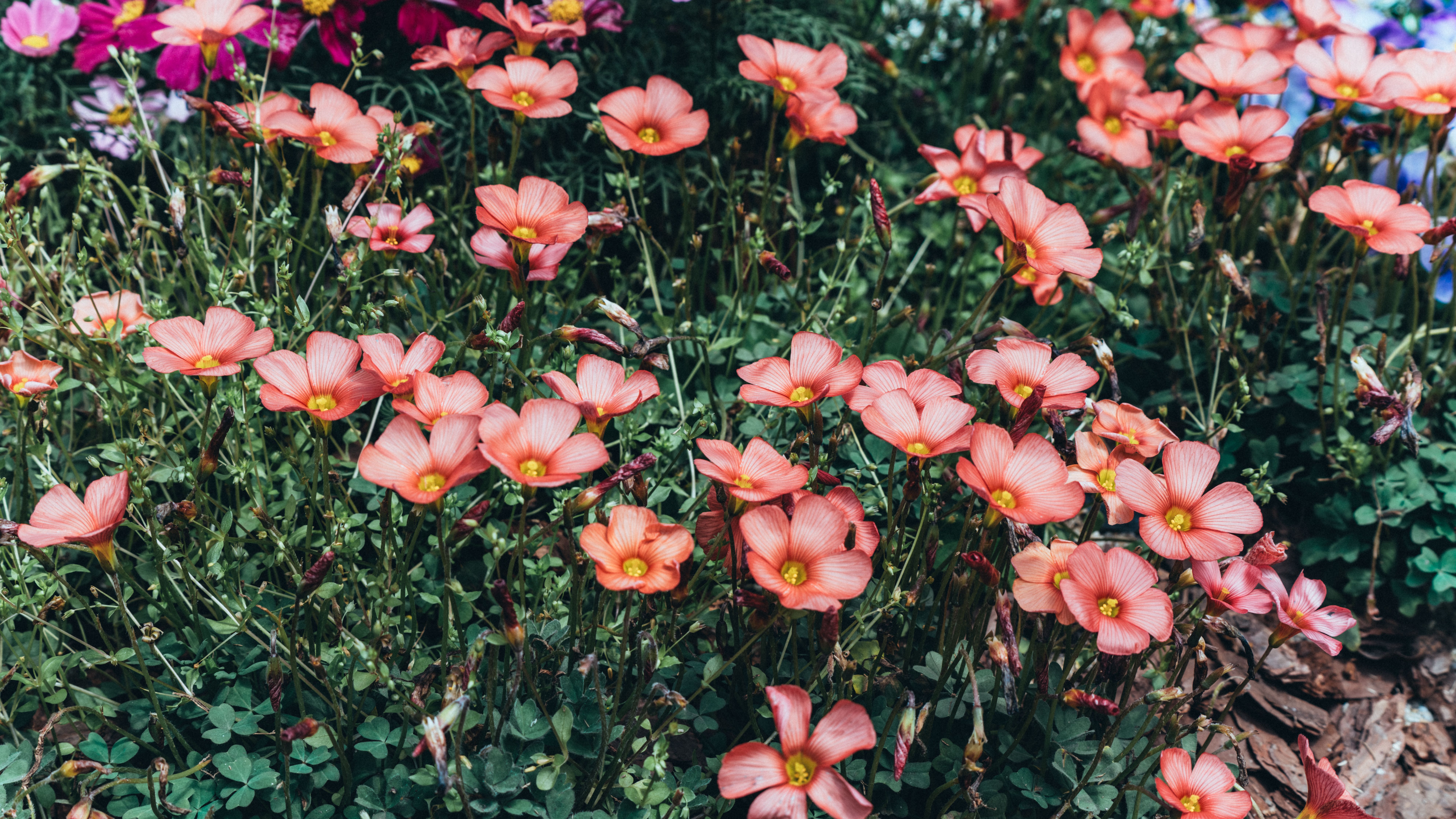 Fleurs massif : Conseils aménagement 2026