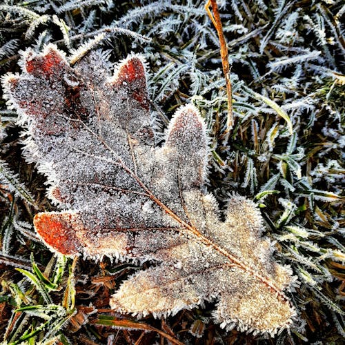 Free stock photo of autumn, cold, frost Stock Photo