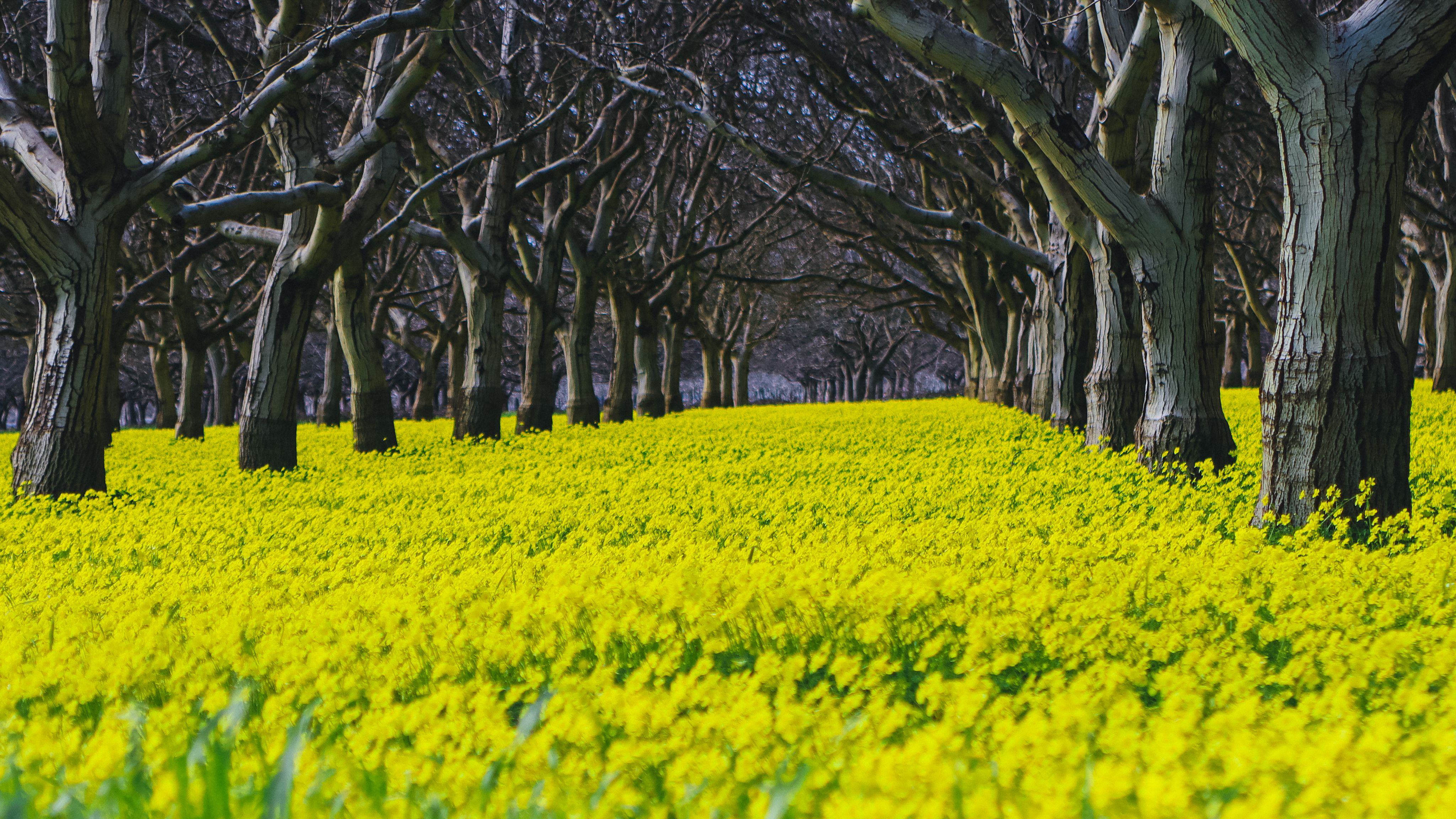 Large trees beside a quiet Valley road