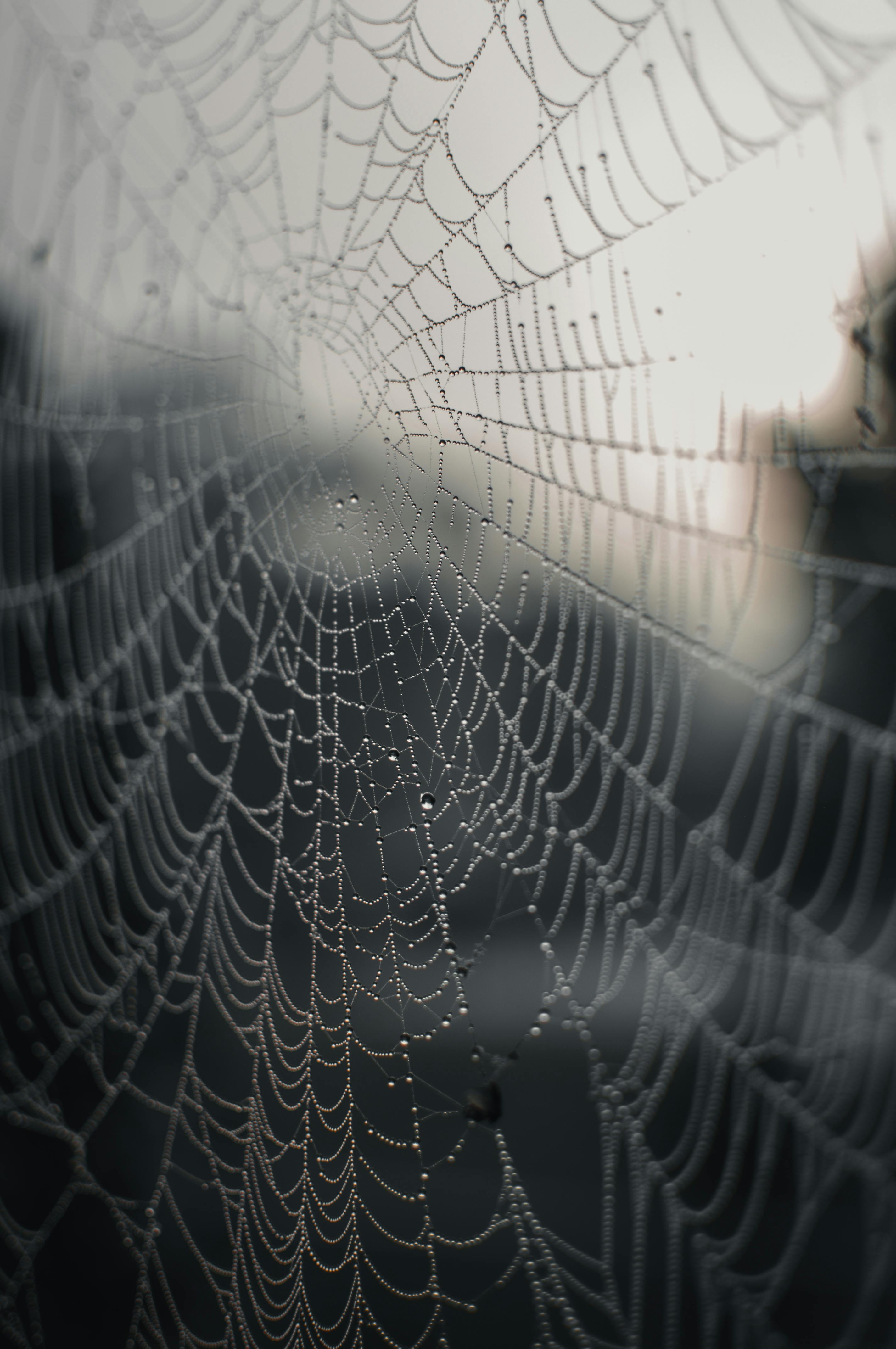 A detailed view of a spider web with dewdrops glistening at sunrise, showcasing nature's intricate beauty.