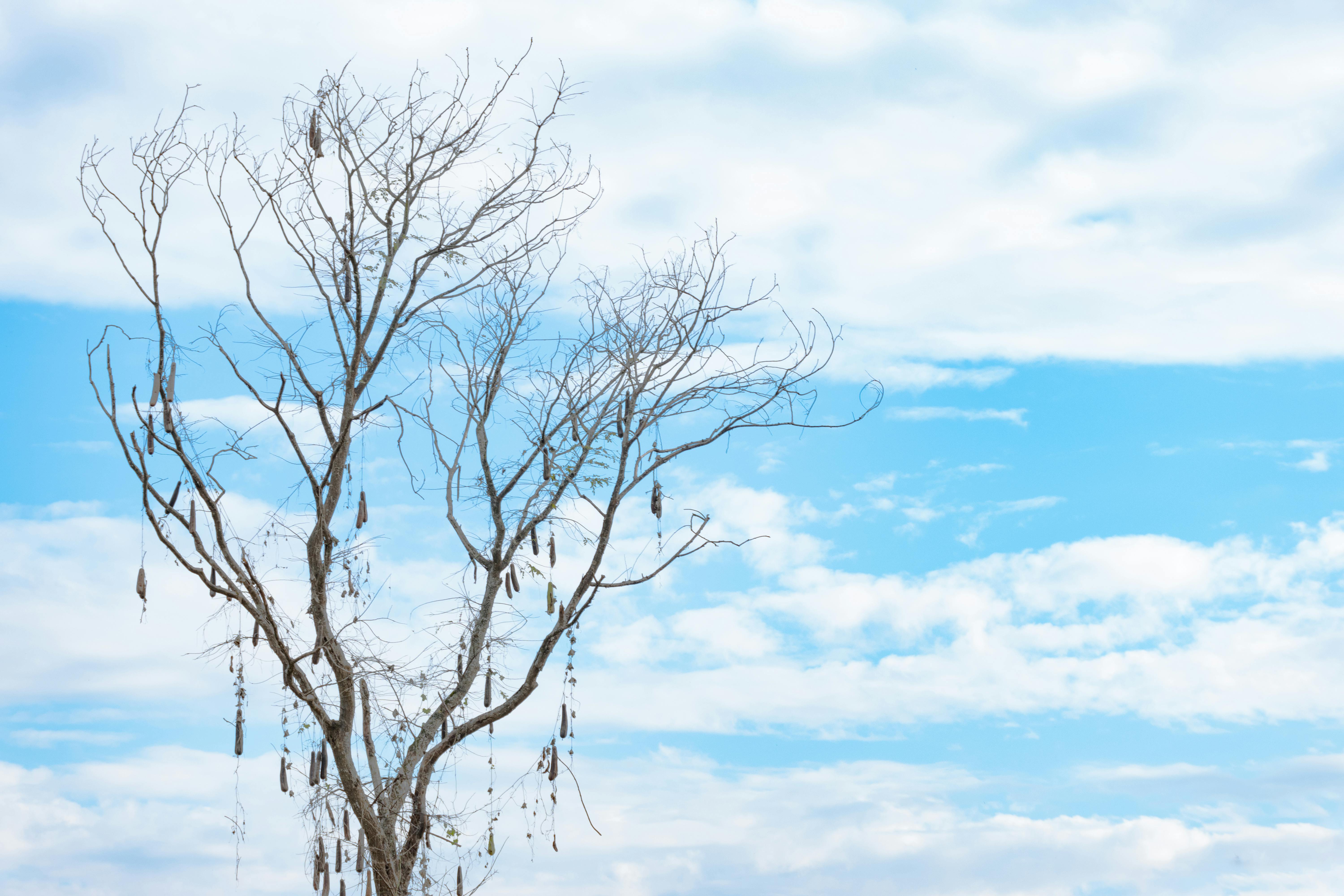 A solitary tree silhouetted against a bright blue sky with scattered clouds in Meizhou, Guangdong, China.