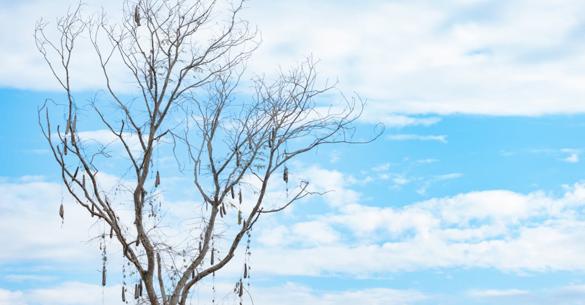 A solitary tree silhouetted against a bright blue sky with scattered clouds in Meizhou, Guangdong, China.