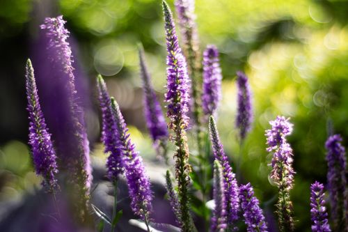 Free Close-up of purple flowers in a sunny garden setting, showcasing natural beauty. Stock Photo