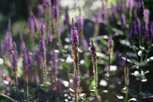 Free Beautiful sunlit purple Veronica flowers creating a serene garden scene. Stock Photo