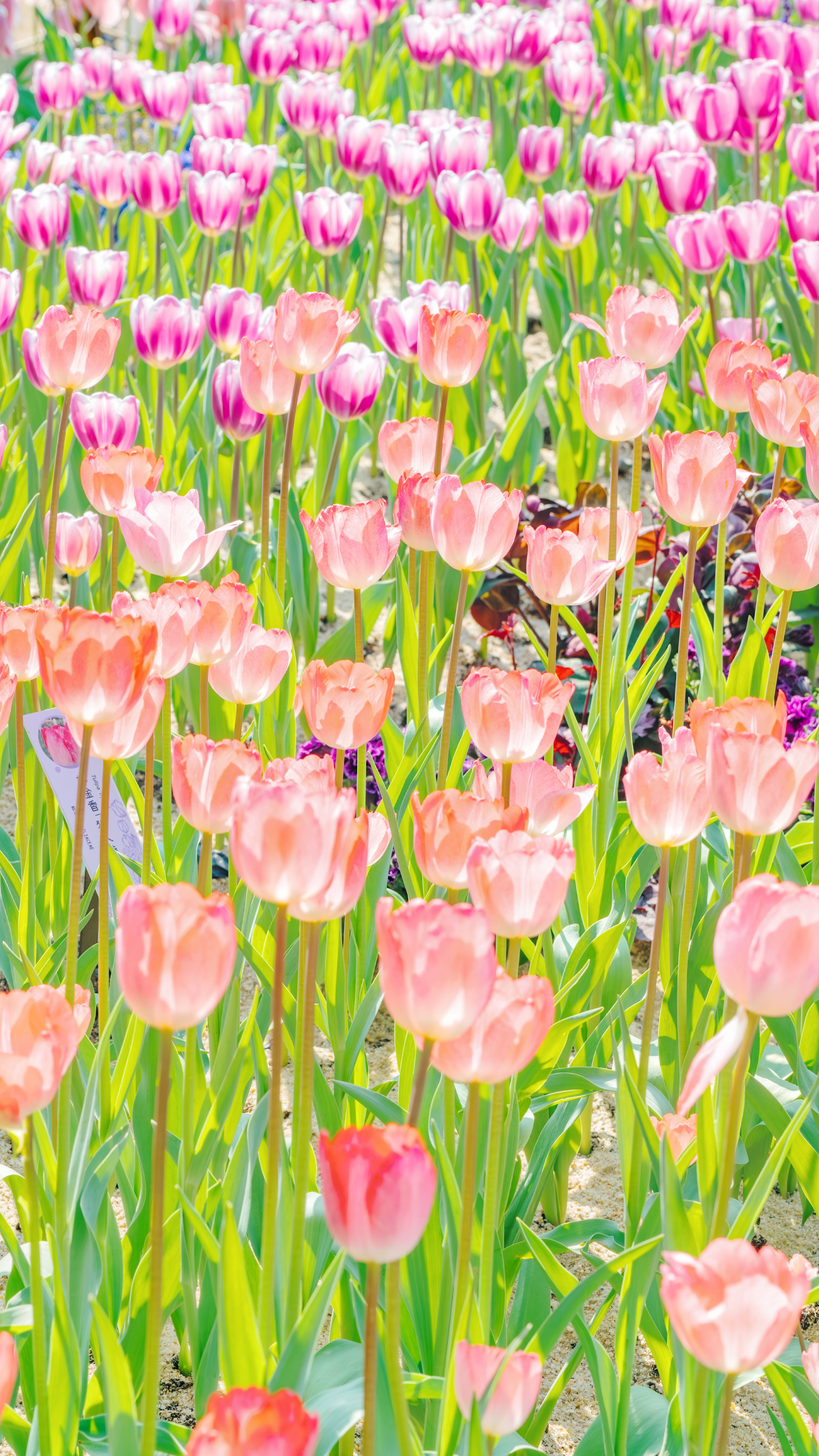 Vibrant Field of Pink and Purple Tulips in Bloom · Free Stock Photo