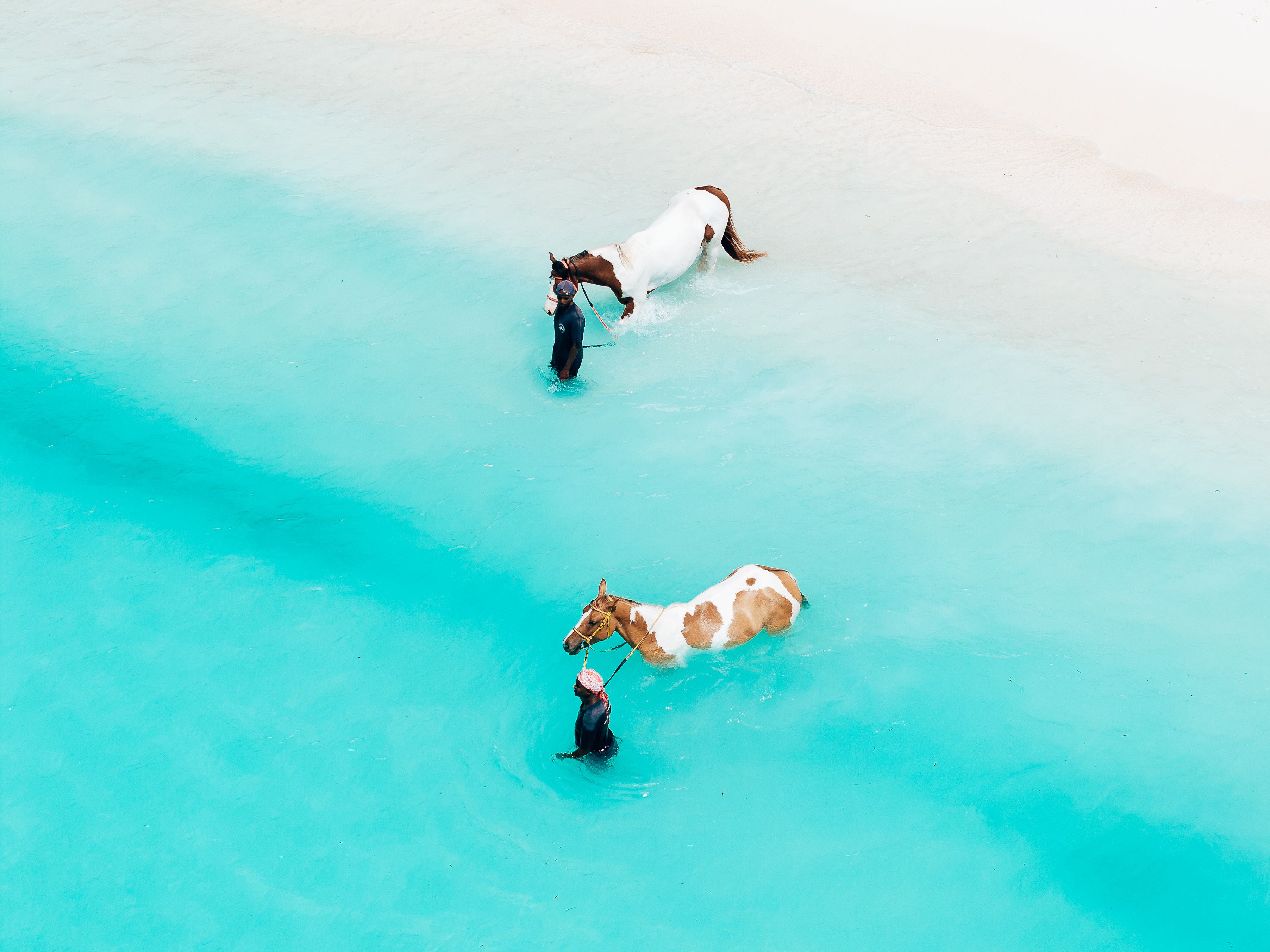Horse Riding in Turquoise Waters of Zanzibar · Free Stock Photo