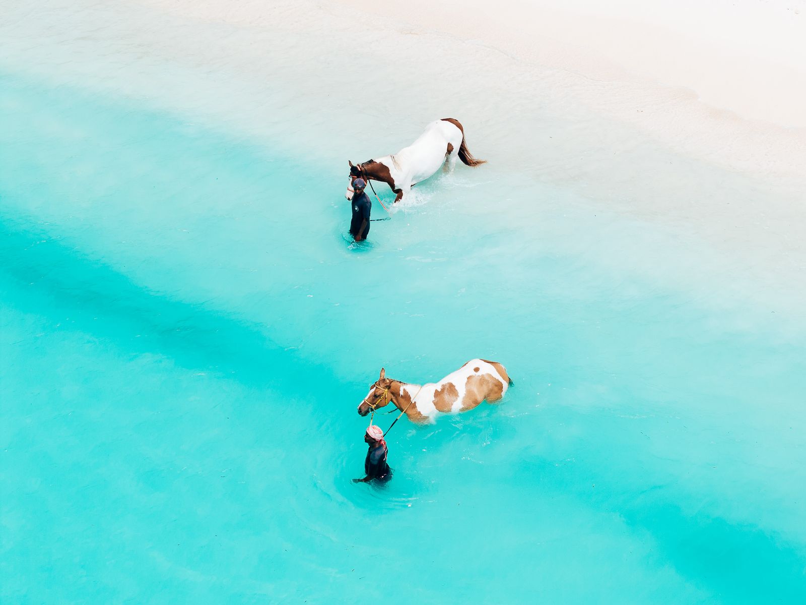 Swim With Your Horse: The Rides That End in the Sea