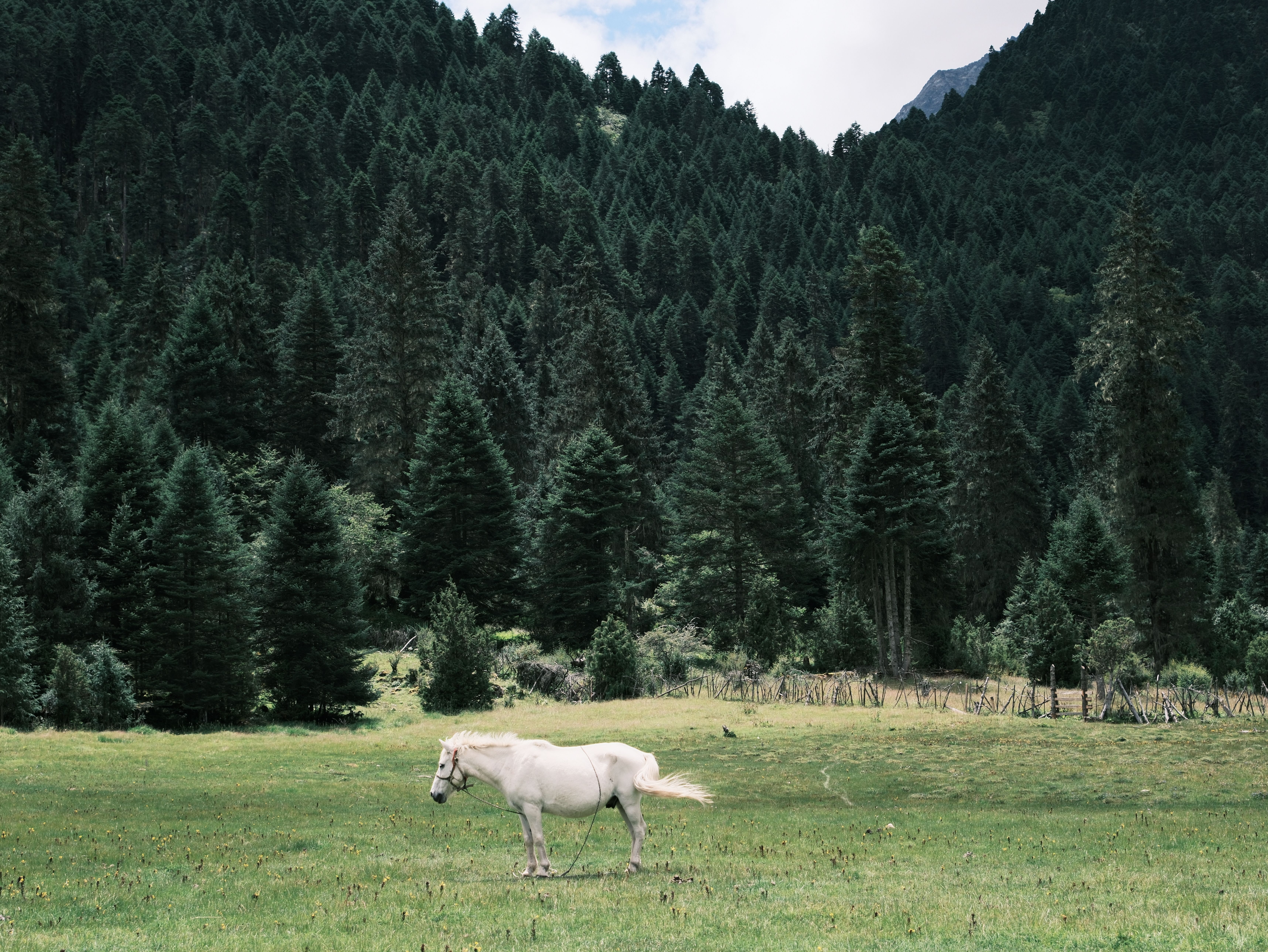 Majestic White Horse in Lush Forest Field · Free Stock Photo
