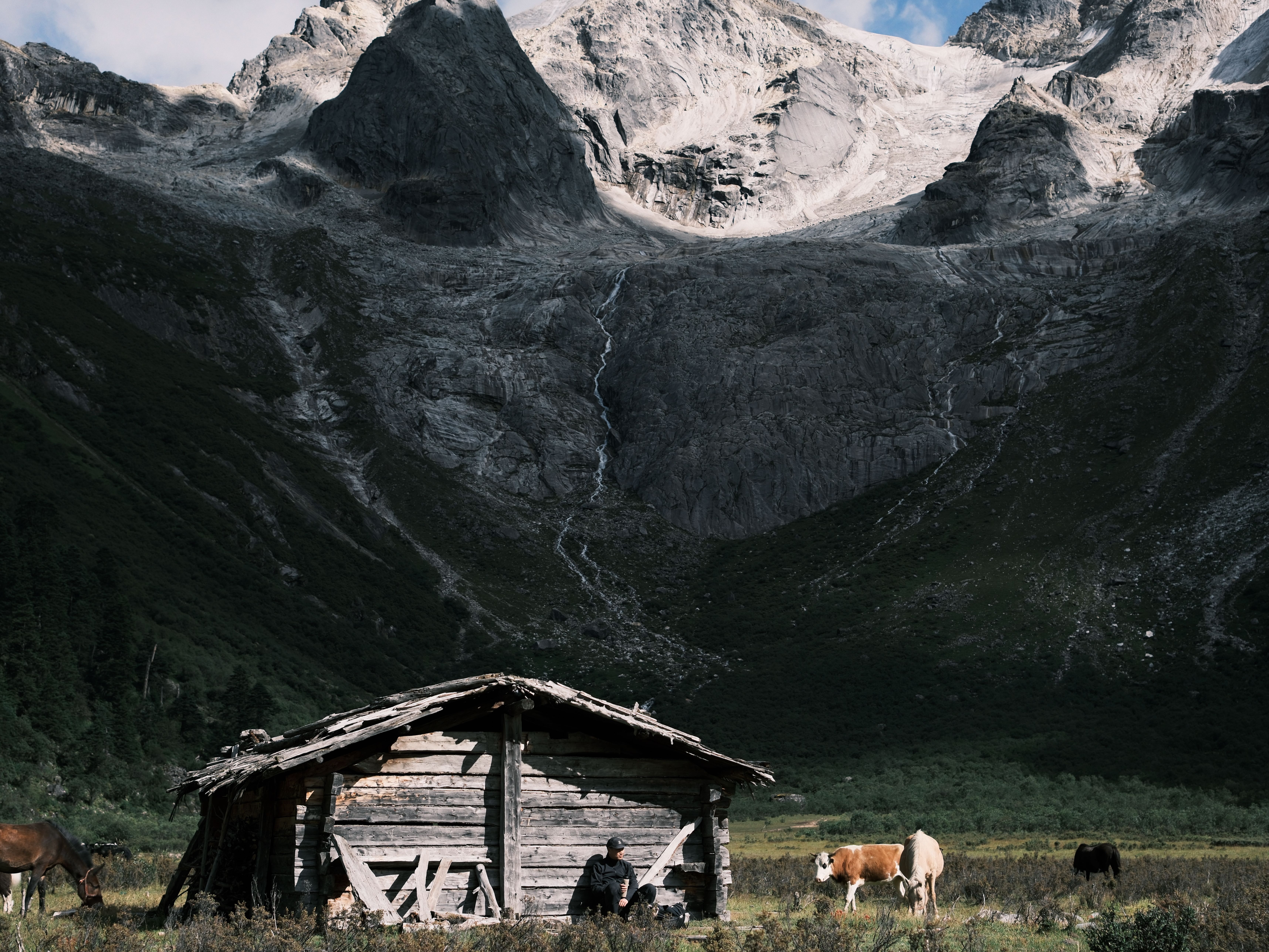 Rustic Cabin and Cattle in Mountain Valley · Free Stock Photo