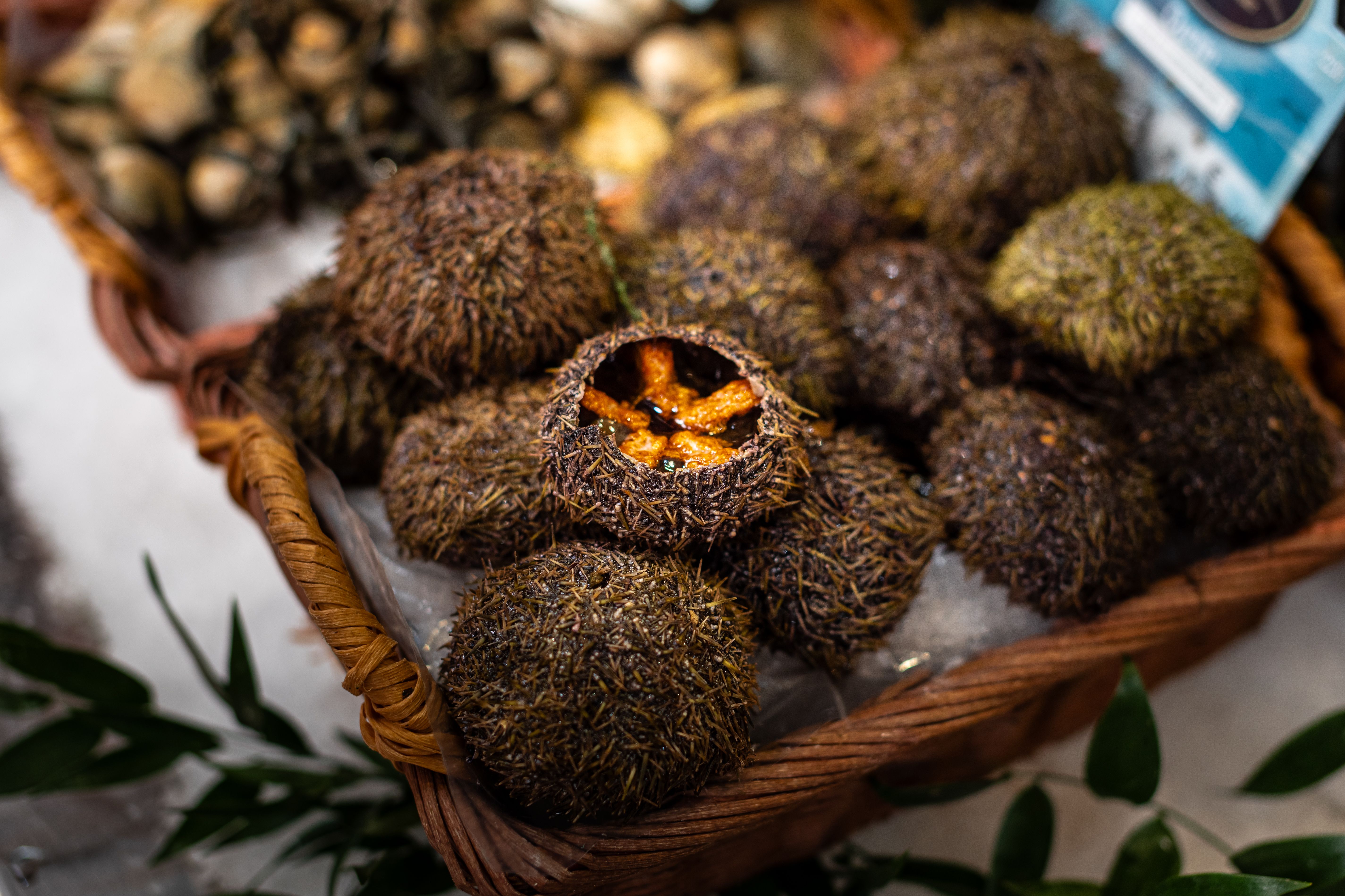 Aquatic invertebrates; sea urchins (Strongylocentrotus spp., Paracentrotus lividus, Loxechinus albus, Echinus esculentus), frozen