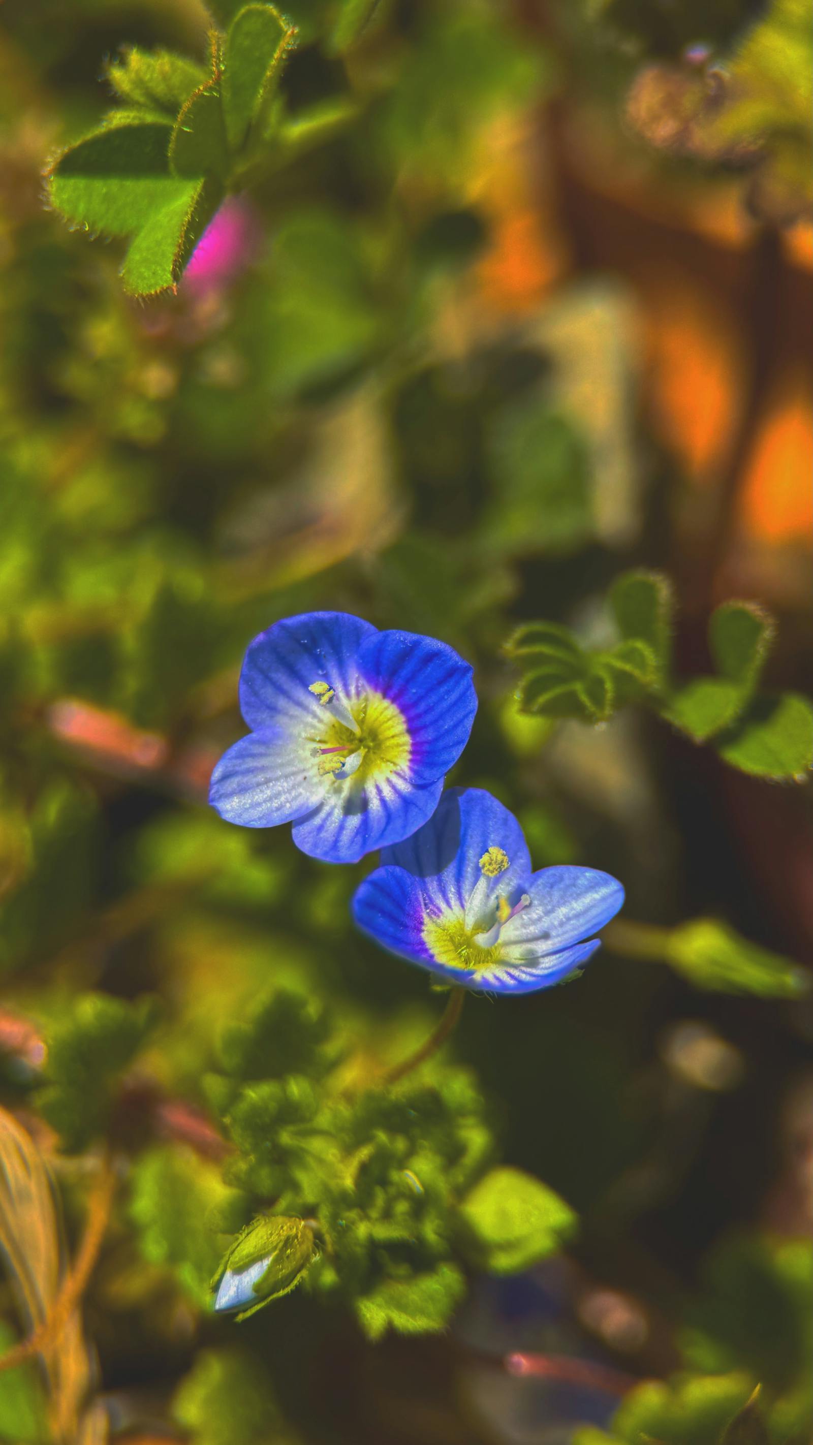 Veronica+Diaz@Prettypinkcatwomen Photos, Download The BEST Free