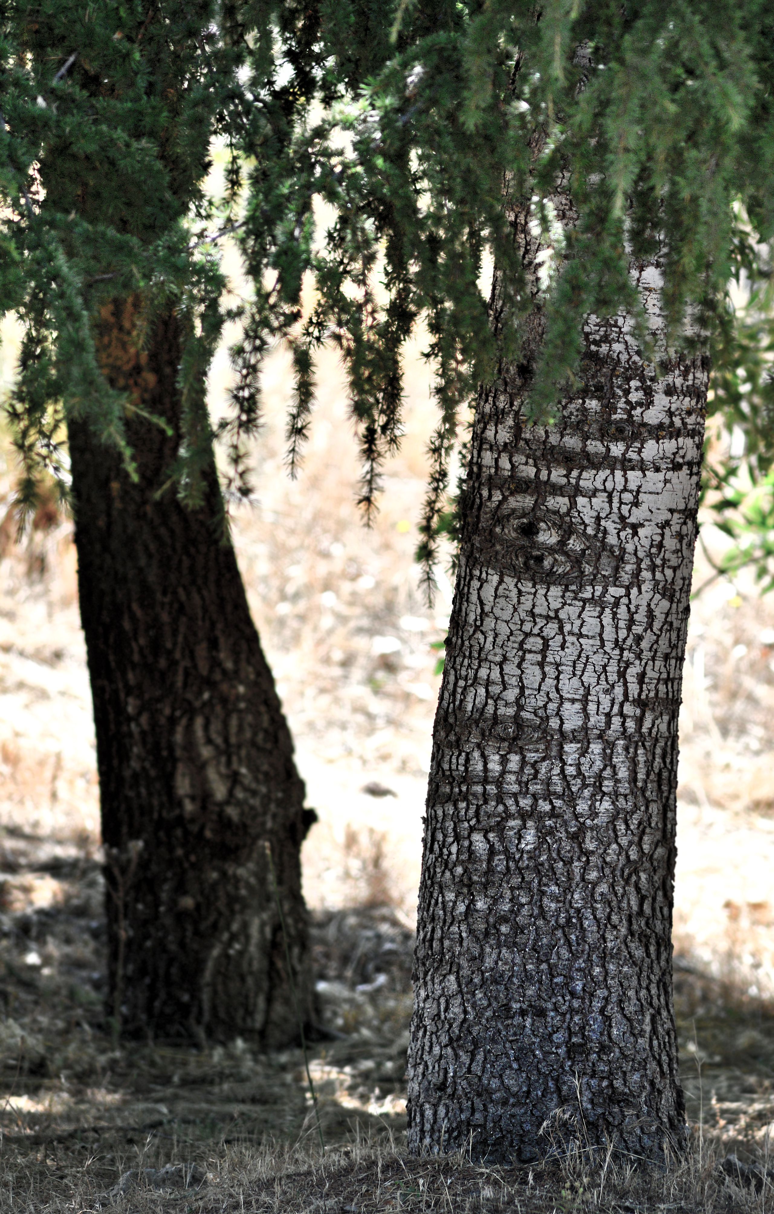 Ifrane Cedars