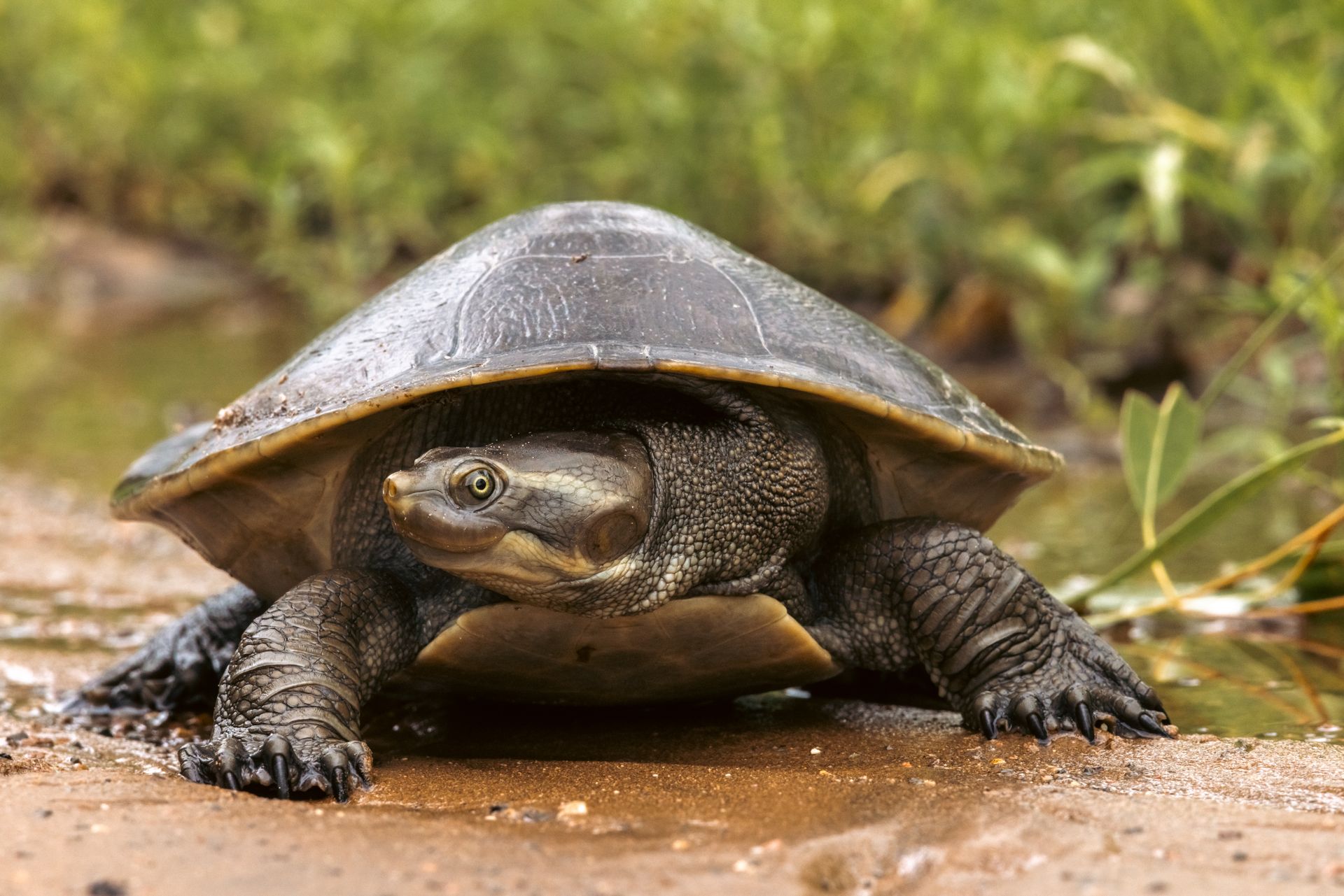 Close-up of an Australian turtle in its natural habitat in Queensland, Australia.