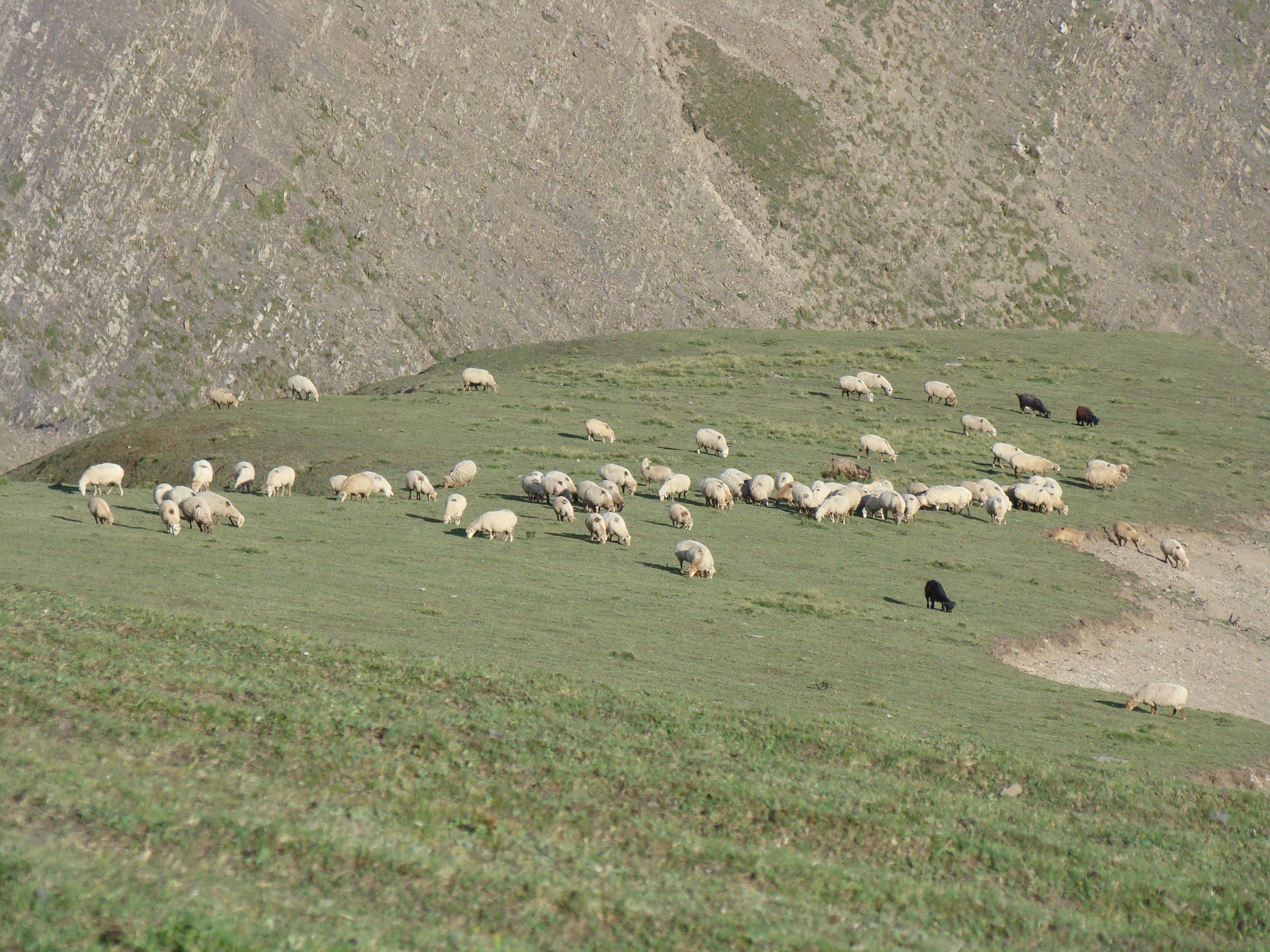 Flock of Sheep Grazing on Mountain Slope · Free Stock Photo