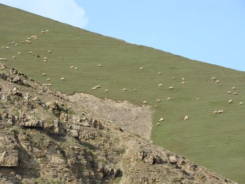 Free A serene landscape of sheep grazing on a lush green hillside under a clear blue sky. Stock Photo