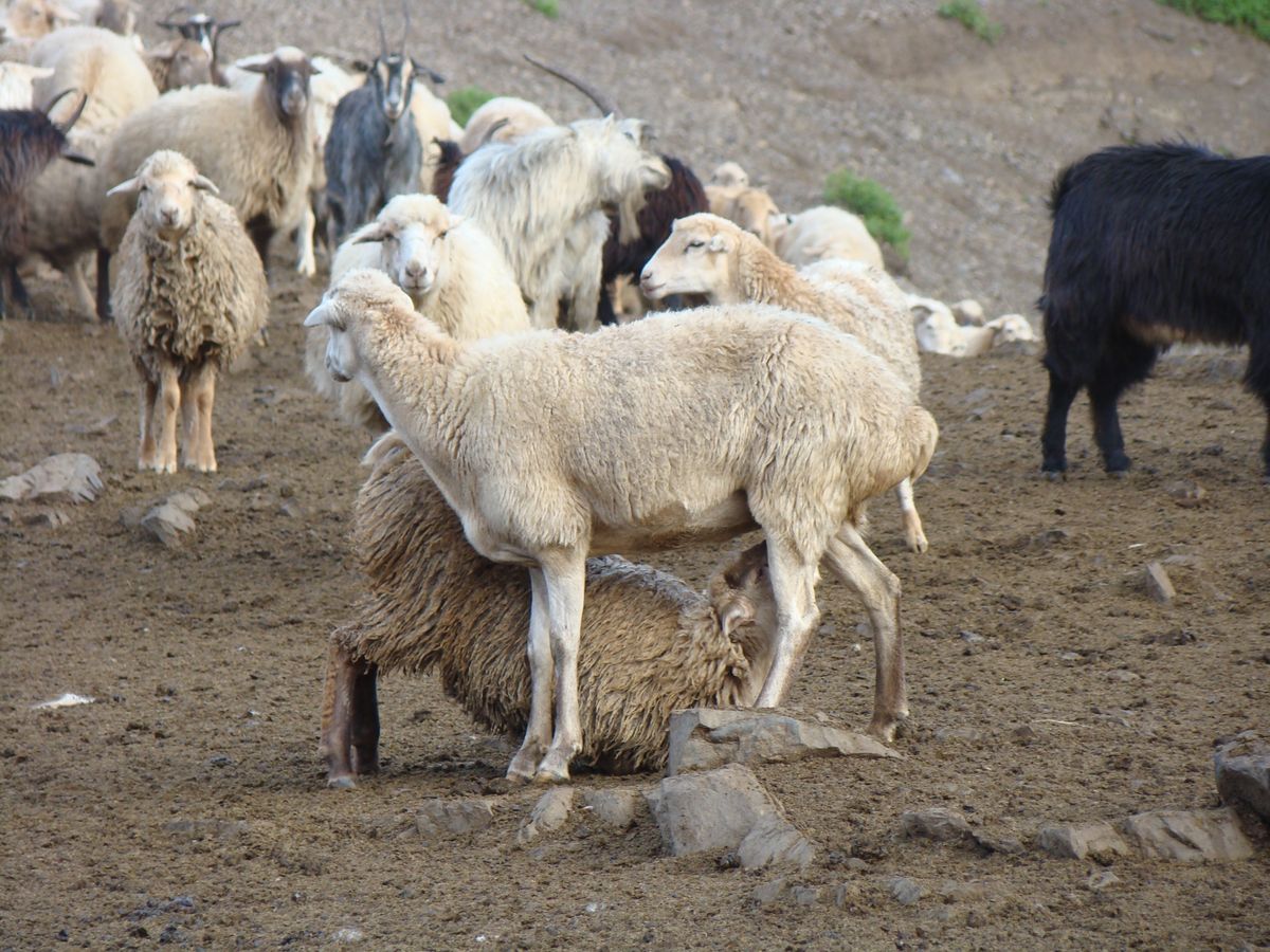 أعلاف الأغنام والماعز
