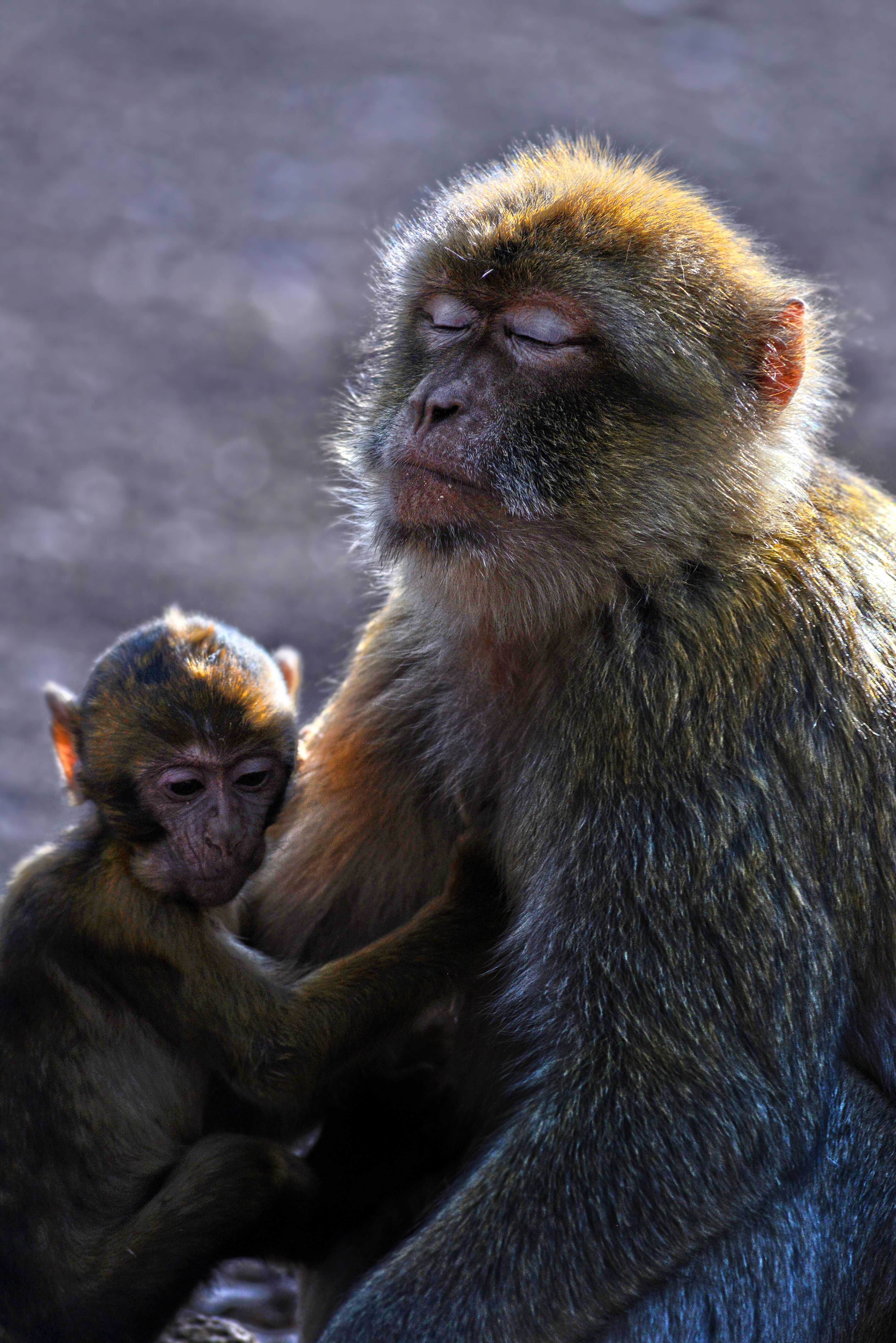 Mother and Baby Barbary Macaques Resting Together · Free Stock Photo