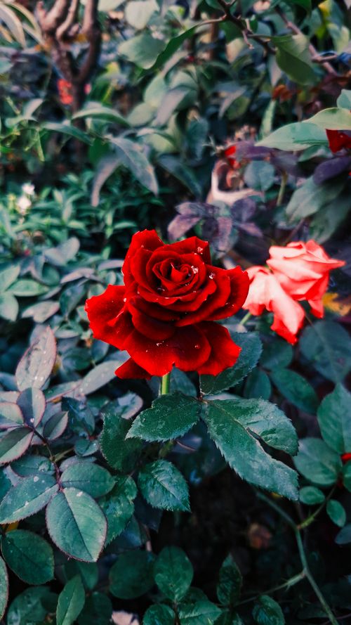 Free Close-up of a vibrant red rose with dewdrops, surrounded by lush green foliage outdoors. Stock Photo
