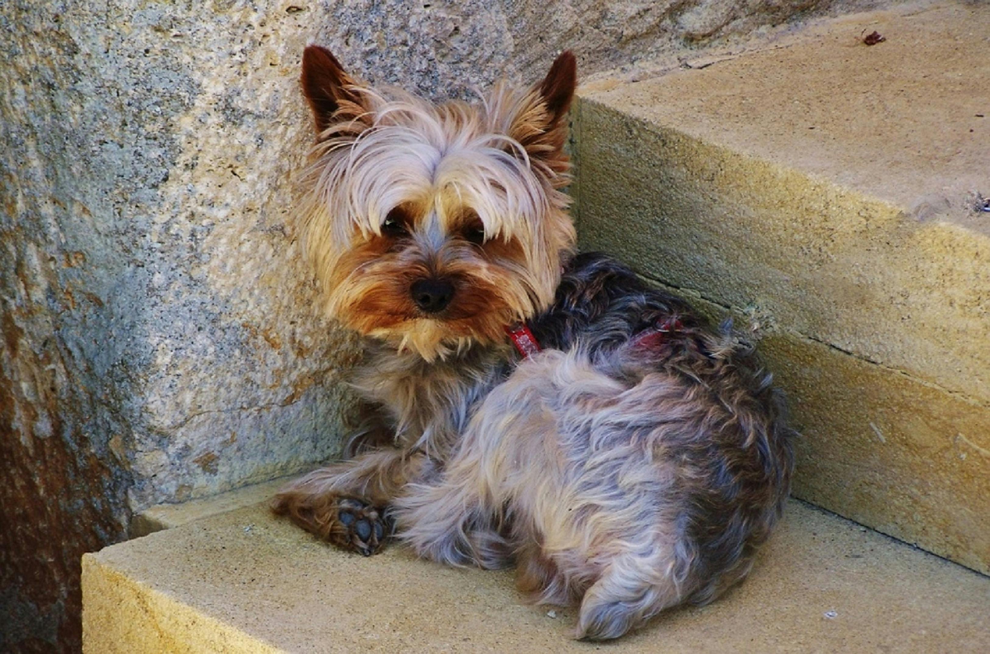 ZEALUX Pet Dog Cat Seat Belt Leash Adjustable Reflectve Safety Leads - portalcantagalo.com.br — Photo by marie françoise bast