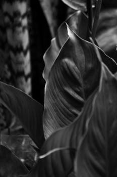 Monochrome close-up of tropical leaves highlighting intricate textures.