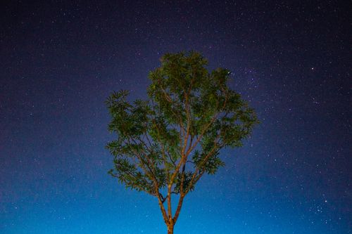 Free A lone tree silhouetted against a starry night sky, showcasing nature's beauty. Stock Photo