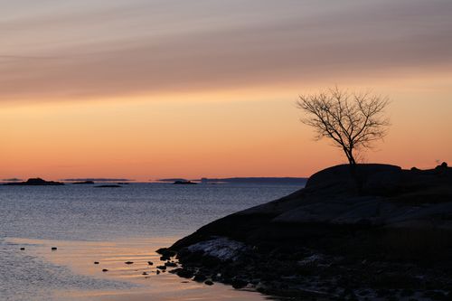 Free Tranquil winter sunrise at Cove Island Park, Stamford with a lone tree silhouette and calm waters. Stock Photo