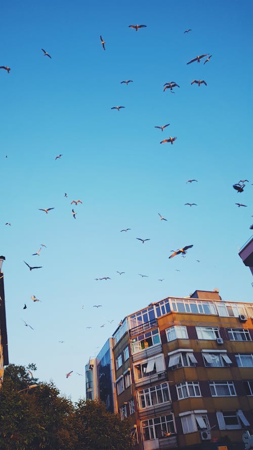 Ingyenes stockfotó bérház, gyönyörű naplemente, kék témában