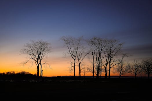 Serene winter sunrise with silhouetted trees at Cove Island Park, Stamford, Connecticut.