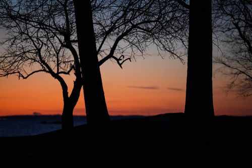 Free Captivating silhouette of trees during a winter sunrise at Cove Island Park in Stamford, Connecticut. Stock Photo