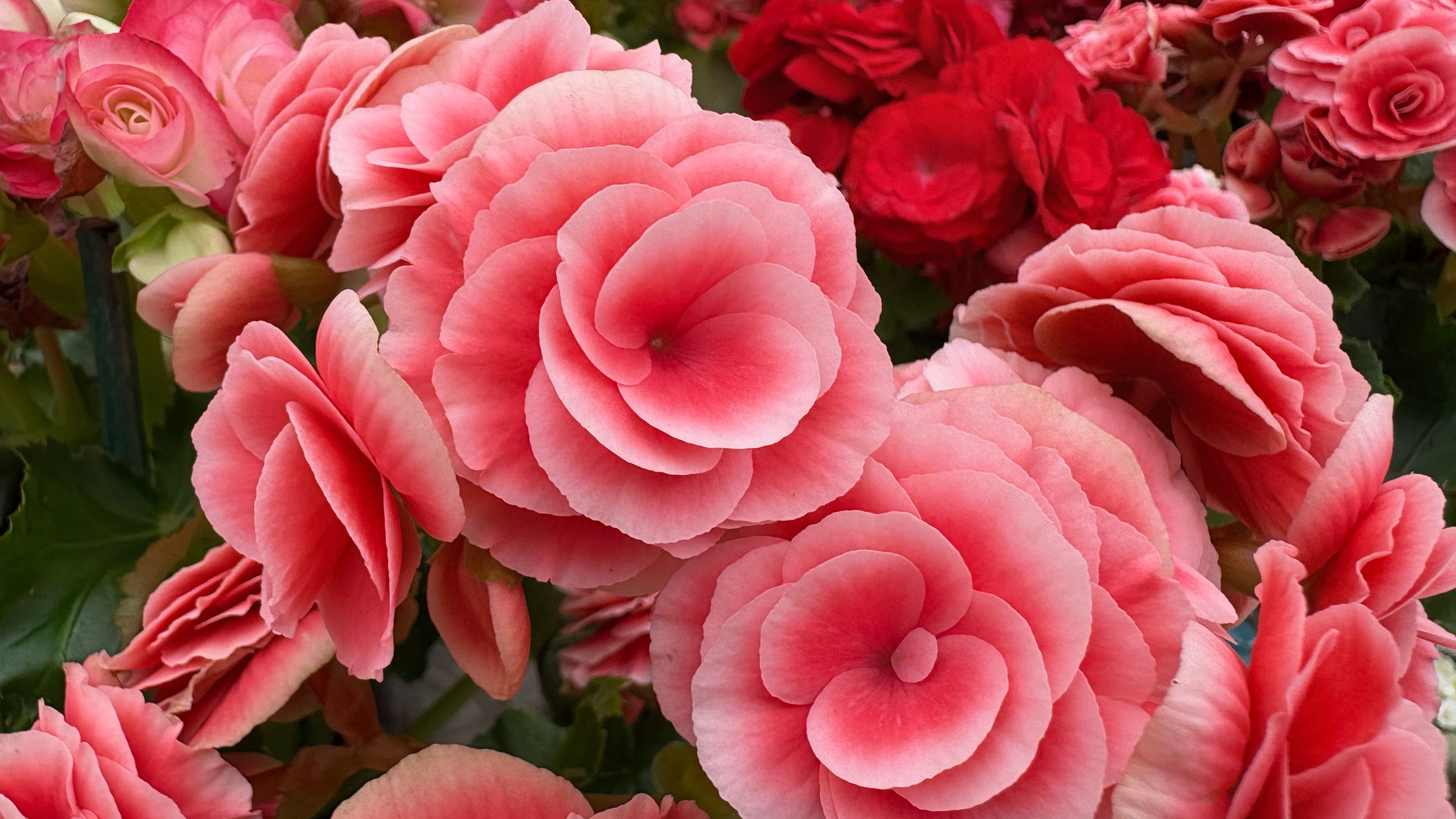 Begonia Versicolor