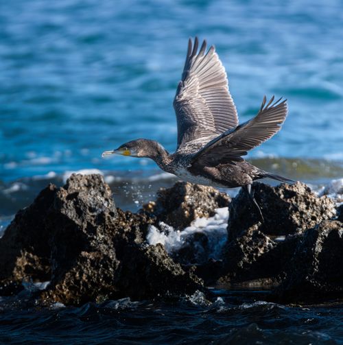 Free A majestic cormorant takes flight over rocky coastal waves, captured in daylight. Stock Photo