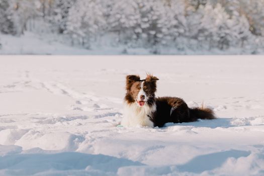 A playful border collie lies in the snow during a sunny winter day outdoors.
