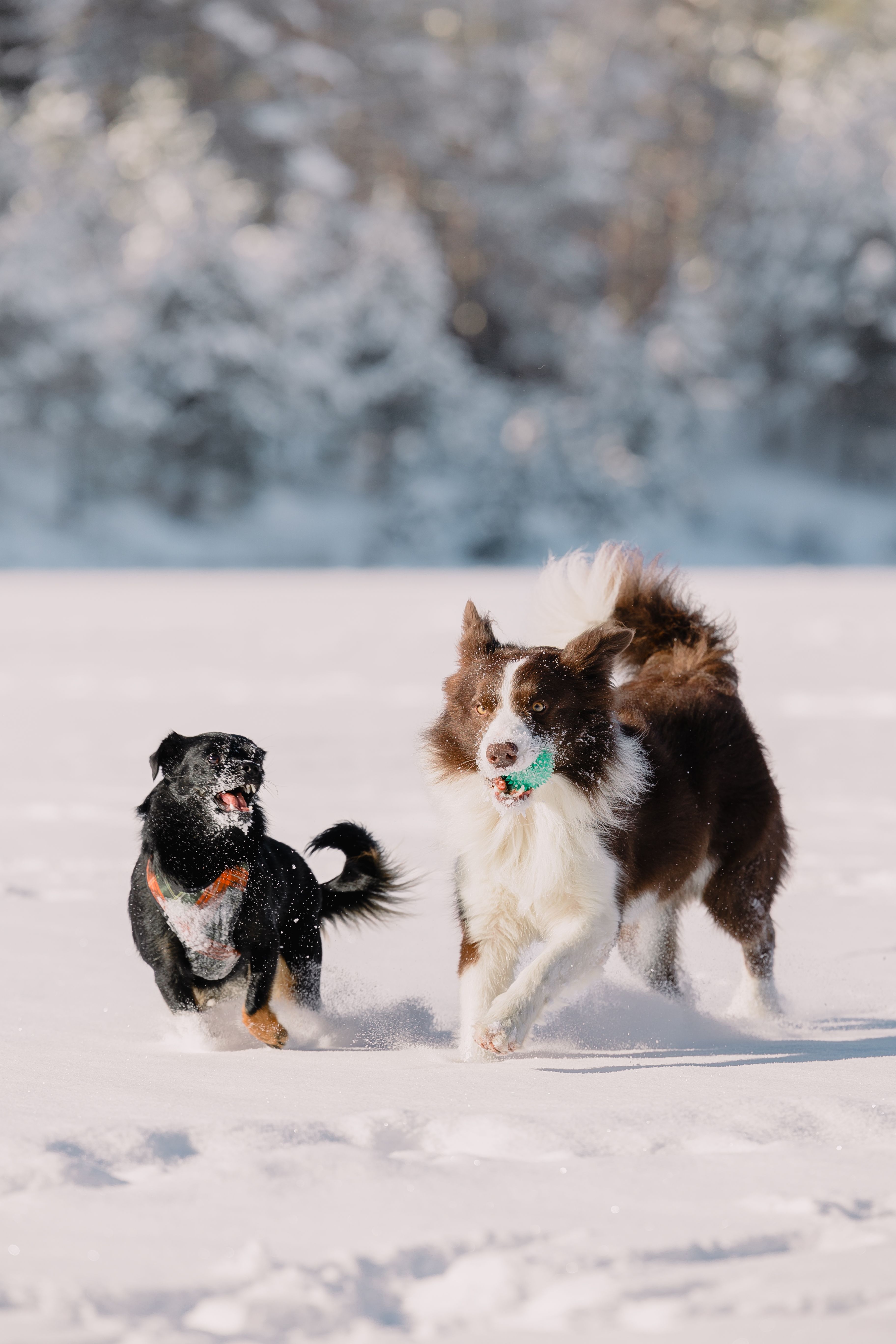 Running Snowball Photos, Download The BEST Free Running Snowball Stock ...