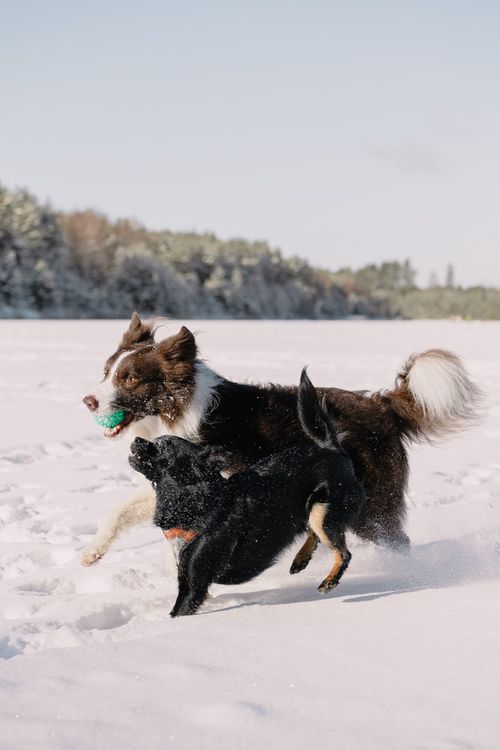 Free Two dogs playing joyfully in a snowy field during winter, capturing a happy moment. Stock Photo