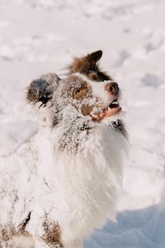 Happy Border Collie covered in snow, enjoying winter outdoors.