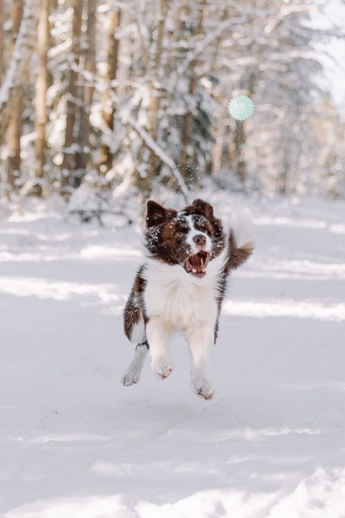 Free Playful Border Collie leaping to catch a ball in a snow-covered forest, capturing winter fun. Stock Photo