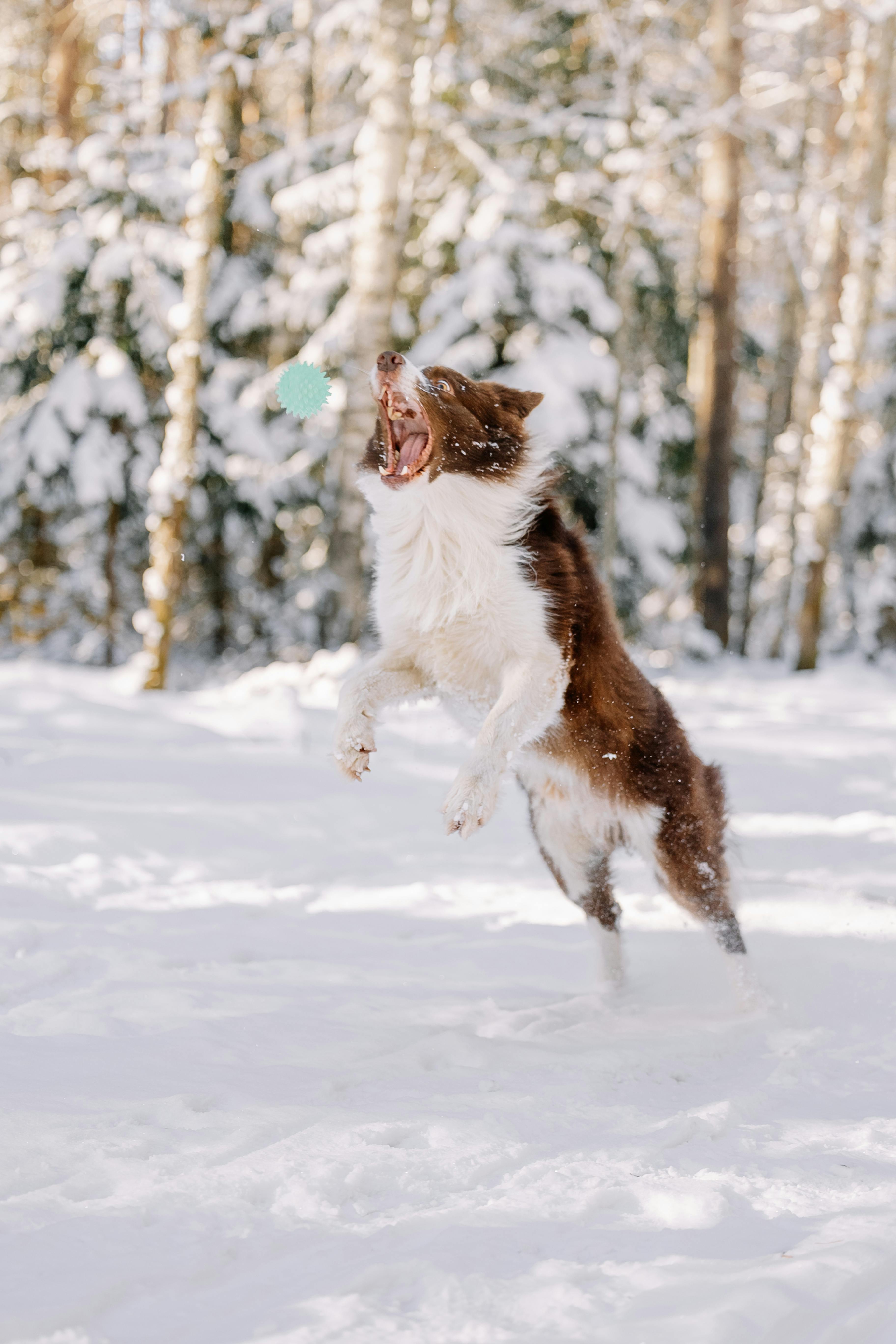 Energetic border collie leaps to catch a ball in a snow-covered forest.