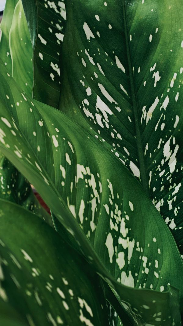 Speckled dumb cane leaves in close-up, photo by Nandda Souza on Pexels