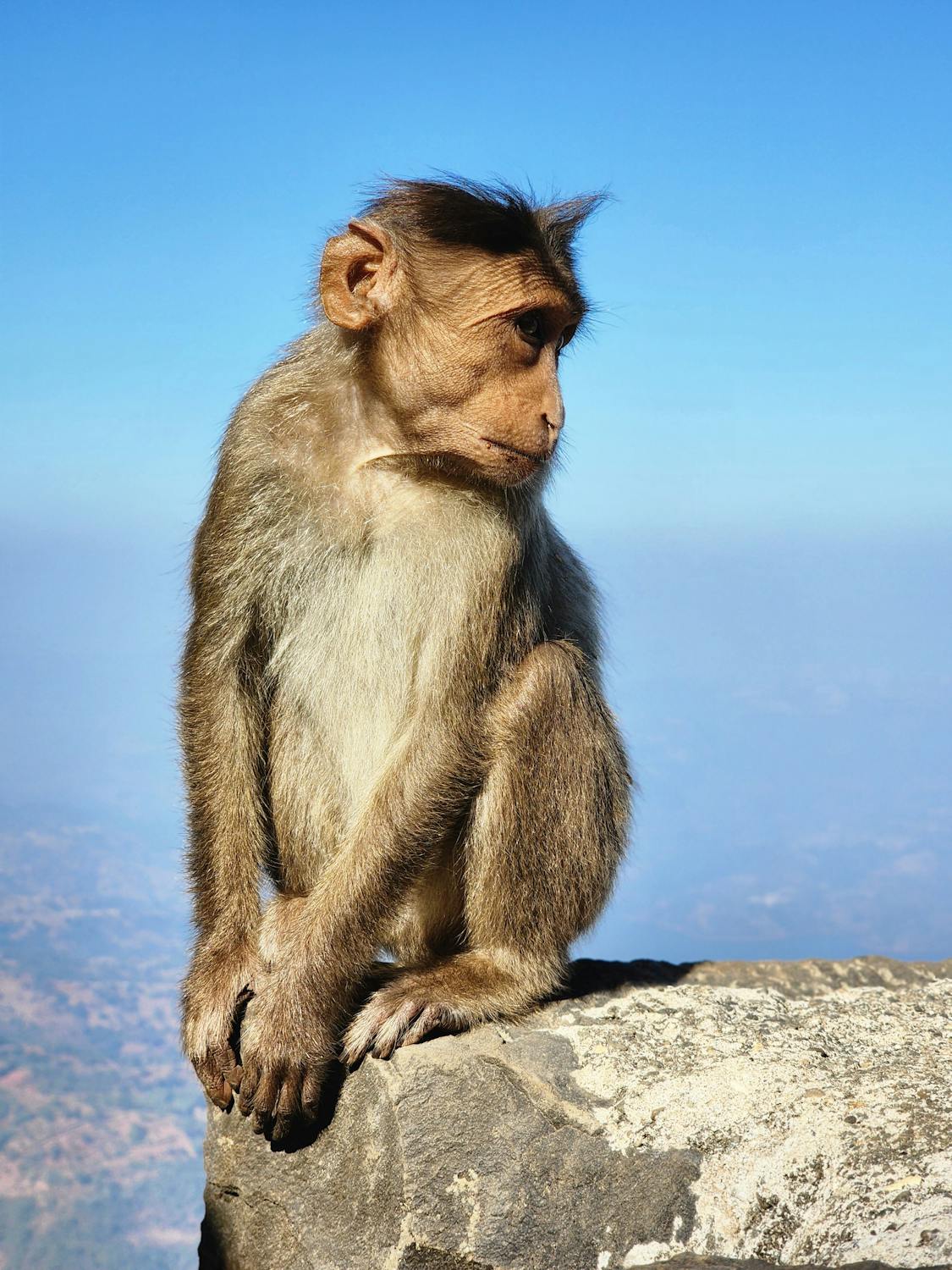 Mono Macaco Rhesus En Un Acantilado De Montaña · Foto de stock gratuita