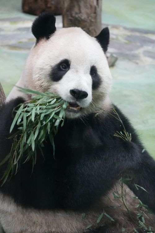 Free A Giant Panda enjoying bamboo at Taipei Zoo, capturing nature's gentle giant. Stock Photo