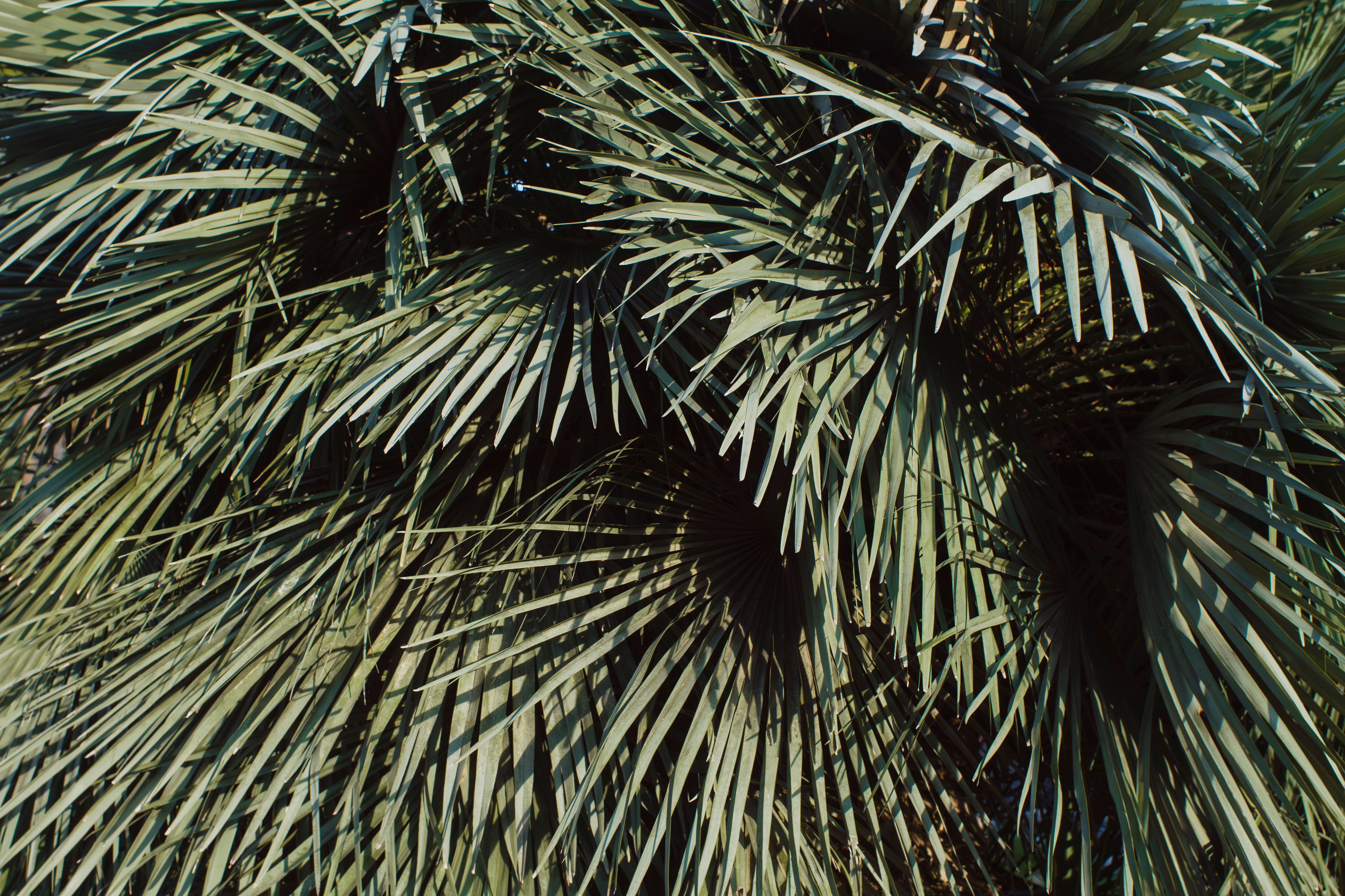 Lush Green Palm Tree Fronds in Sunlight · Free Stock Photo