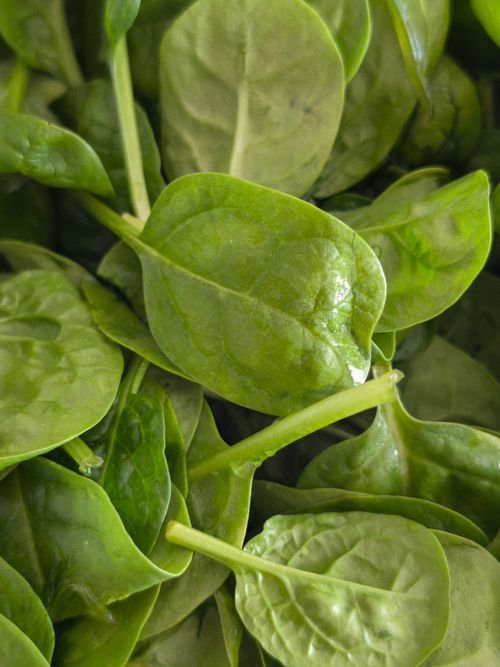Free Vibrant green spinach leaves, symbolizing healthy eating and nutrition. Stock Photo