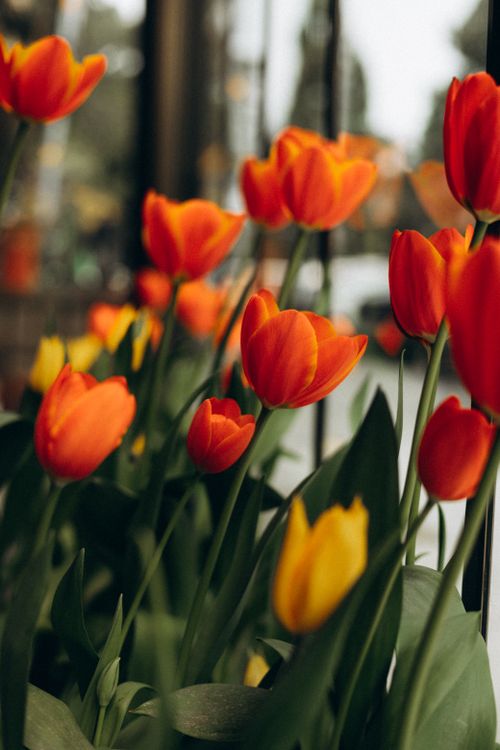 Free Close-up of vibrant orange and yellow tulips in natural light, captured outdoors. Stock Photo