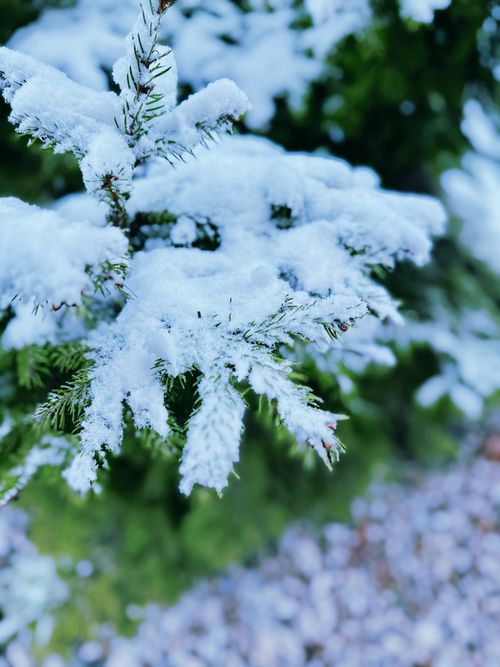 Free Close-up of a snow-covered pine branch during winter in Louisville, KY. Stock Photo
