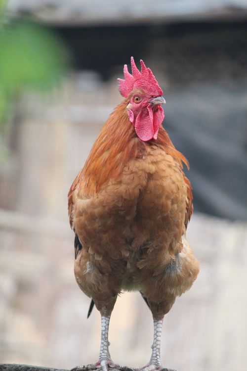 Free A detailed close-up of a vibrant rooster standing alert against a soft blurred background. Stock Photo