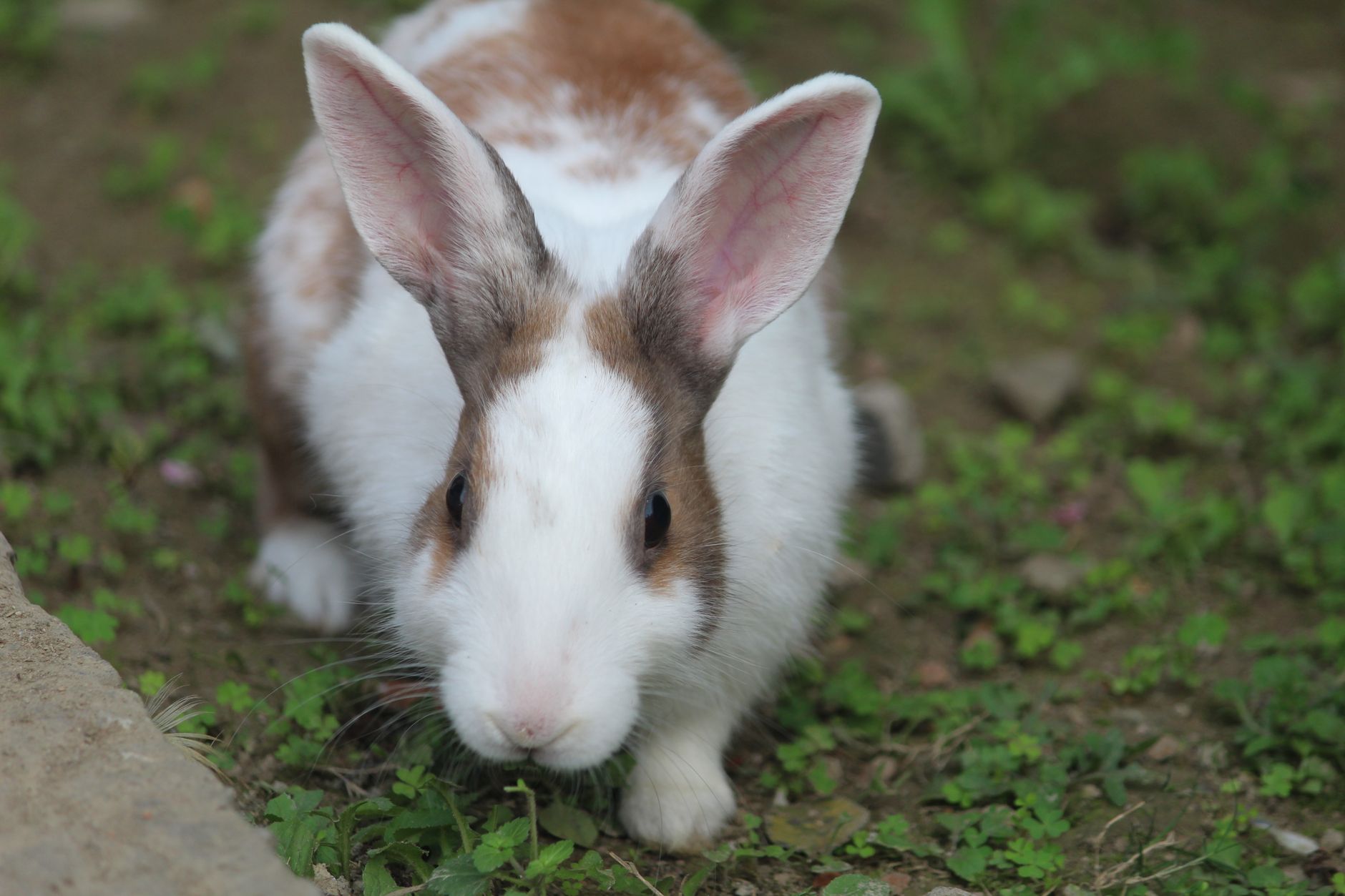 Veterinary care for a rabbit