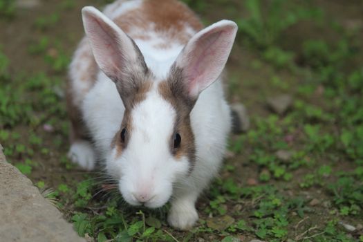A cute brown and white rabbit sits in a lush green garden, looking curious.